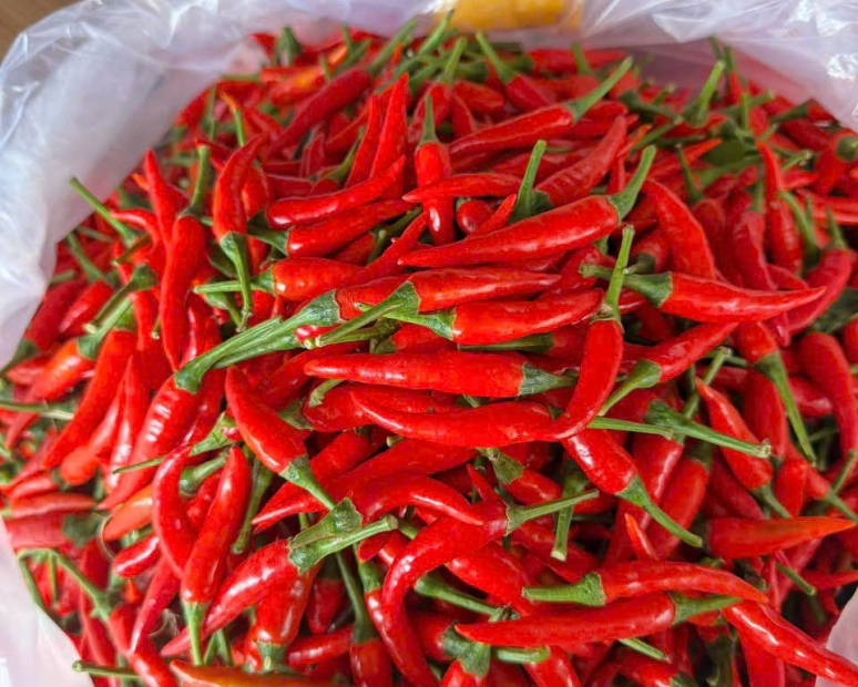 ỚT HIỂM CAY